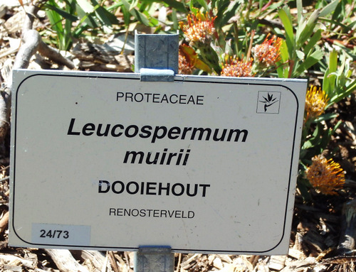 Kirstenbosch National Botanical Garden.